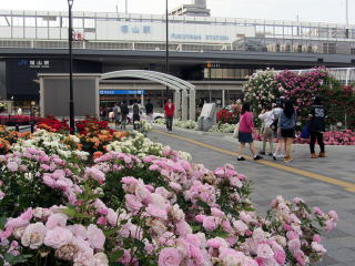 福山駅前のバラ花壇