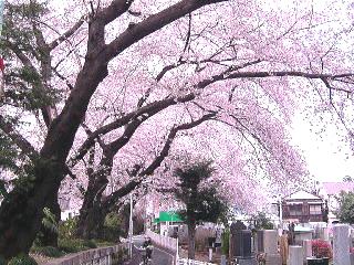染井霊園の桜