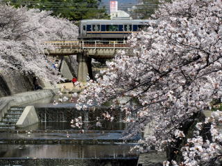 夙川の桜並木とJR神戸線